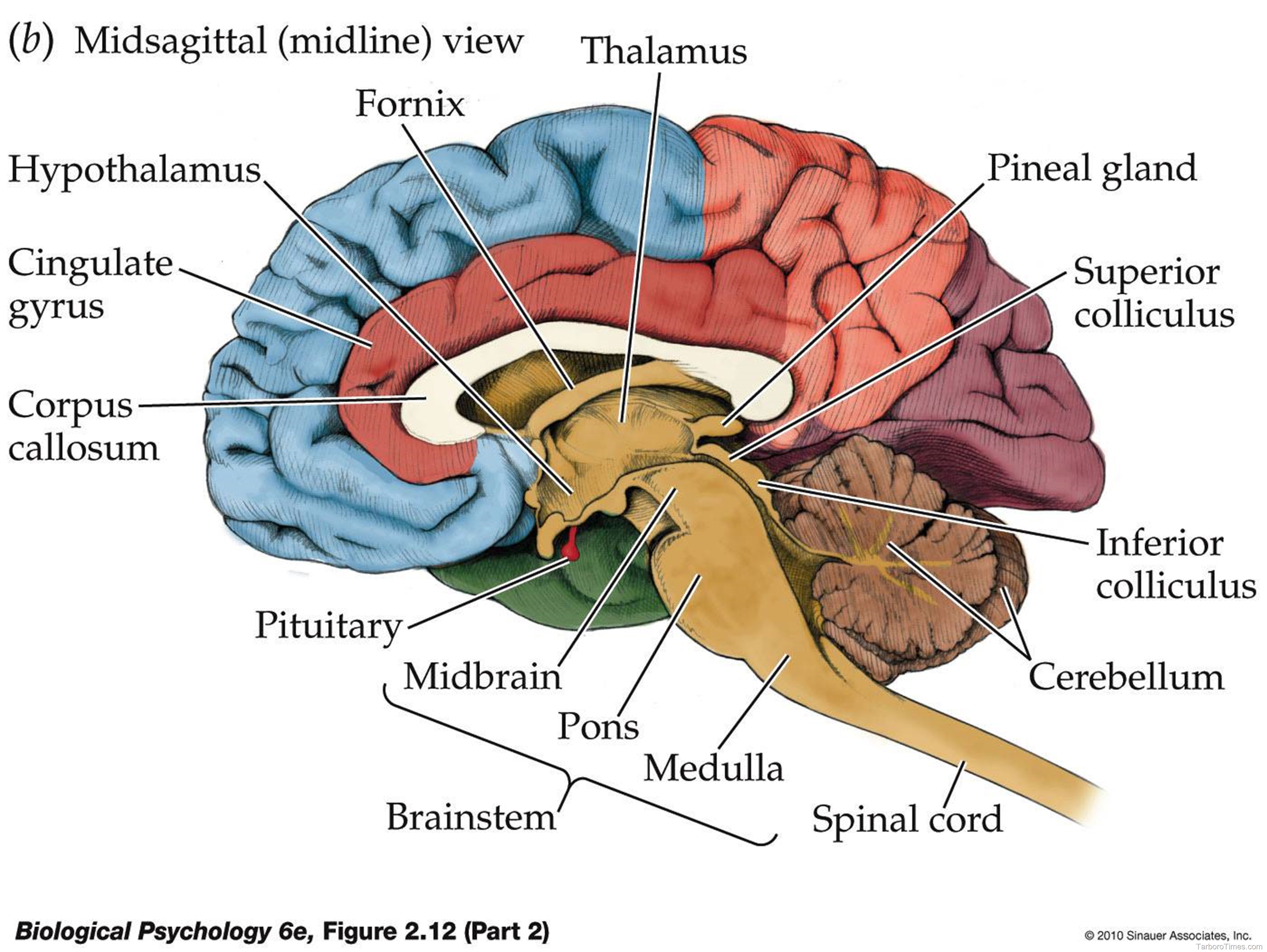 Pictures Of The Brain 36