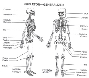 Skeletal System – Anatomy & Physiology Final Project